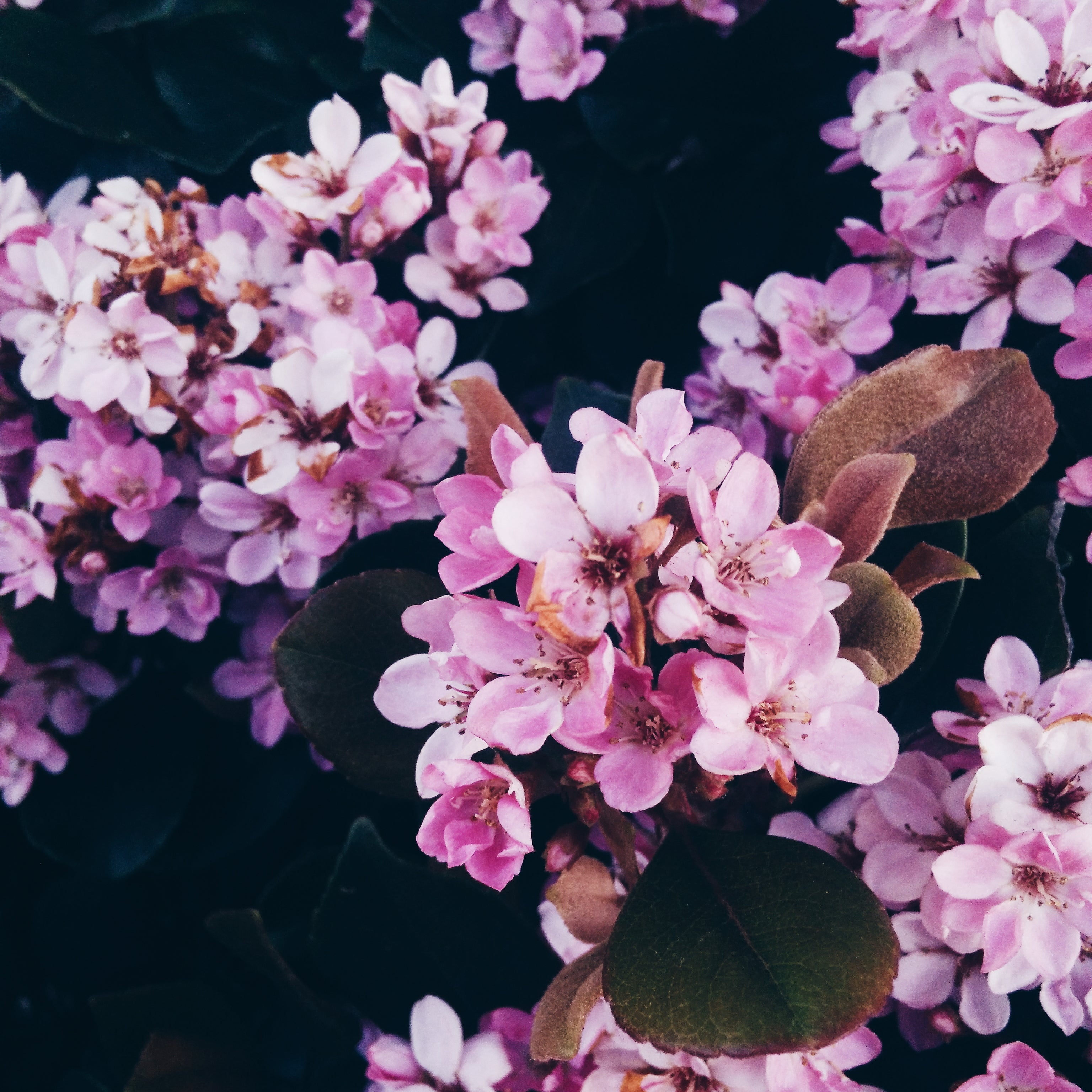 Floral Fragrances